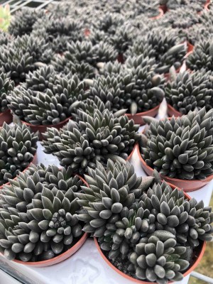 Sinocrassula yunnanensis Napoli Noire
